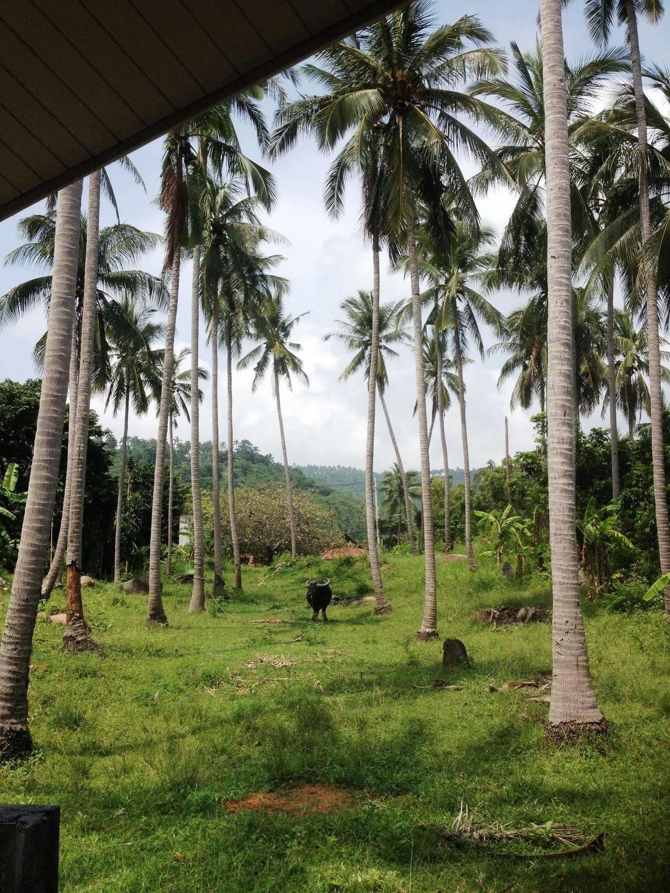 Baan Sawan Samui Resort Chaweng Plajı Dış mekan fotoğraf