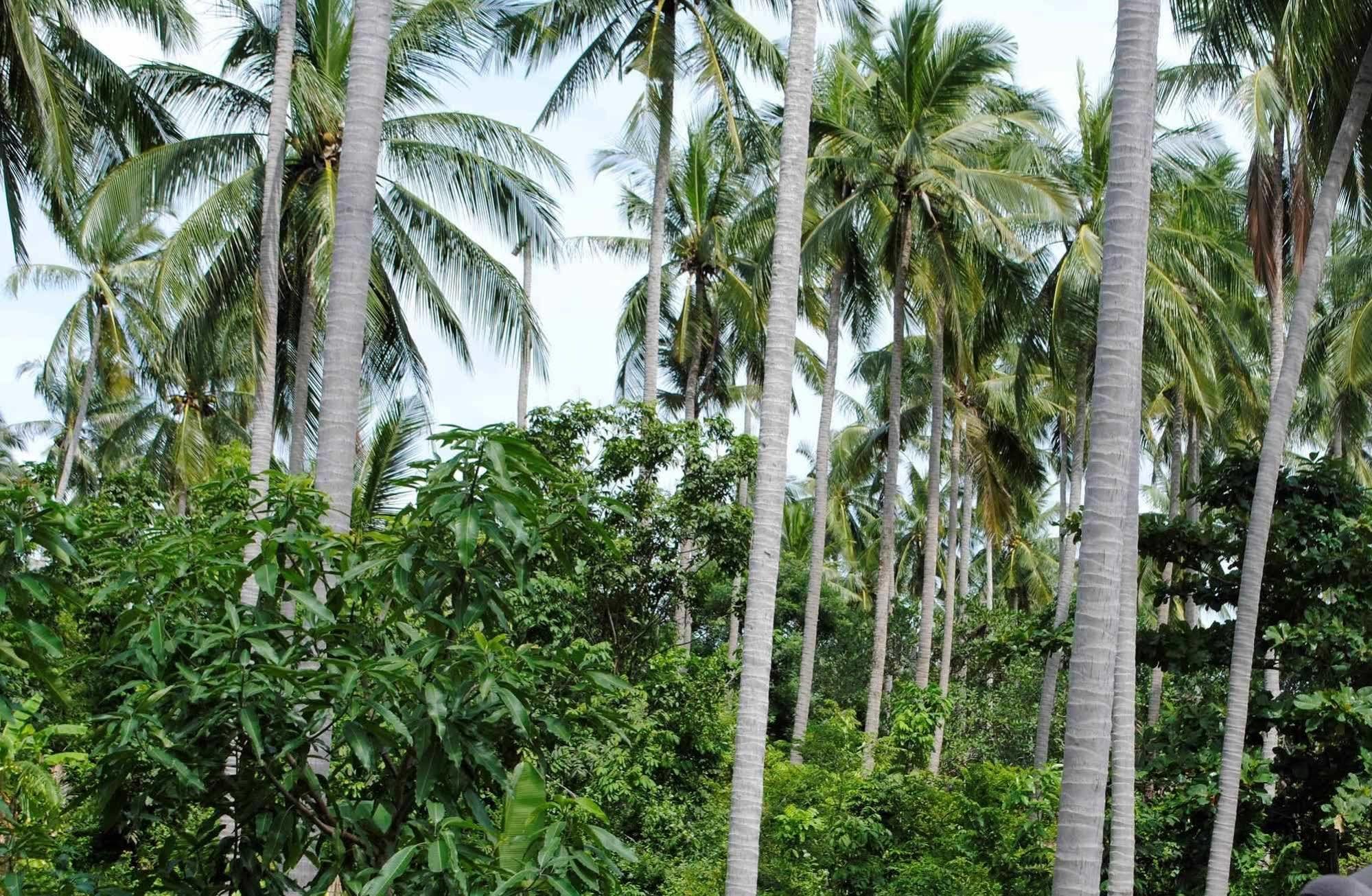 Baan Sawan Samui Resort Chaweng Plajı Dış mekan fotoğraf